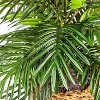 14" x 15" Artificial Palm Plant in Low Basket - LCG Florals: Indoor Polyester Greenery, Round Wicker Basket - image 4 of 4