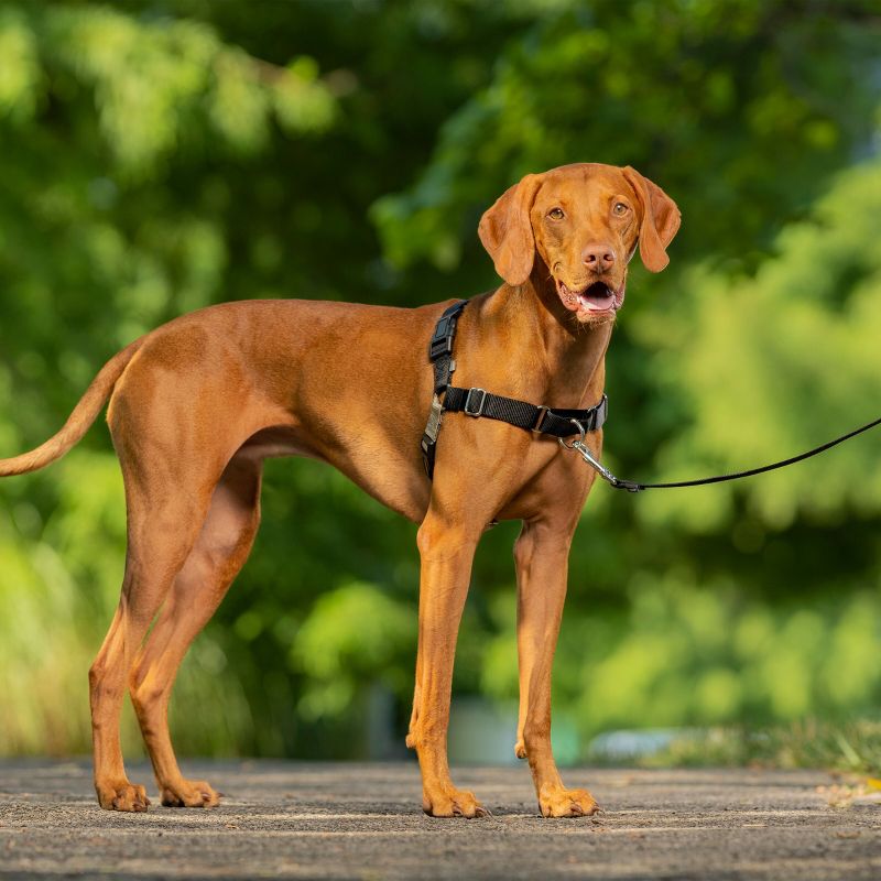 PetSafe Easy Walk Adjustable Dog Harness, 4 of 9