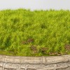 3.5" Artificial Moss in Textured Pot Green - Threshold™ designed with Studio McGee: Faux Plant Decor, Cement Base - 3 of 4