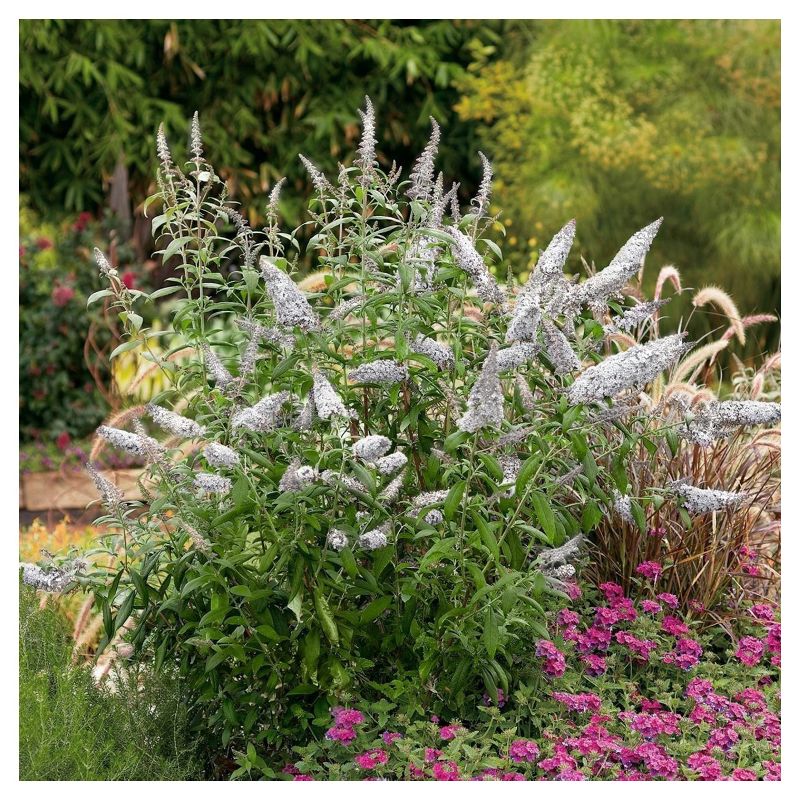 Buddelia &#39;White Profusion&#39; 1pc - National Plant Network U.S.D.A Hardiness Zone 5-9, 4 of 5