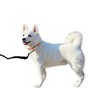 Unique Bargains Training Dog Leash with Foam Handle Leash 19.7ft Black 1 Pc - image 2 of 4