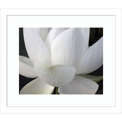 14" x 12" Delicate Lotus V by Jim Christensen Framed Wall Art Print - Amanti Art