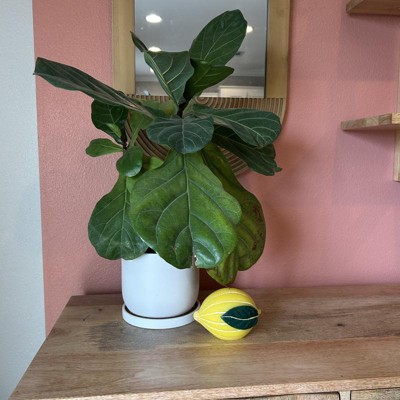Guest review image 1 of 3, zoom in