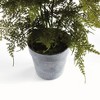 Plum & Post Plumosa Fern Artificial Plant Drop-In - 3 of 4