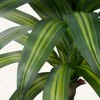Vitalismo 3.5ft Artificial Dracaena Tree Potted Realistic Fake Dracaena Plant 40 Lifelike Leaves for Indoor/Outdoor Home Office Decor - 3 of 4