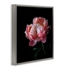 Stupell Industries Dark Rose Photography, 18" x 18" - 3 of 4