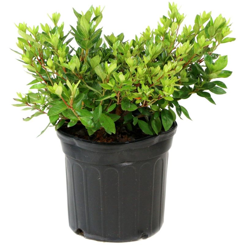 2.25gal Rene Michelle Azalea Plant with Pink Blooms - National Plant Network, 4 of 5