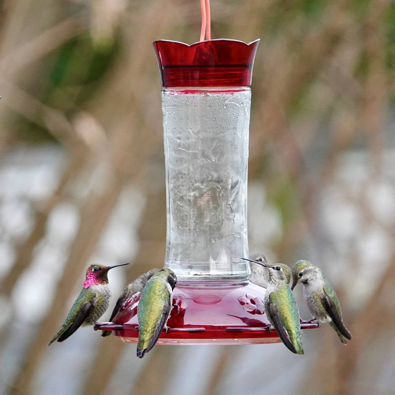 Nature&#39;s Way Bird Products 16oz  Traditional Gravity Hummingbird Glass Feeder 8.75&#34;, 2 of 9