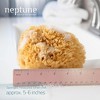 Neptune Caribbean Sea Sponge 2 Pack, Medium, Approx. 5-6 inches - 2 of 4
