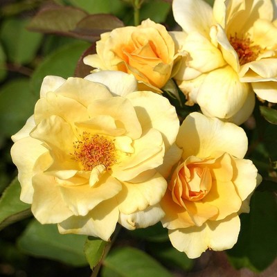 Bare Root Rose Plant with Yellow Blooms - National Plant Network