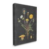 Stupell Industries Botanical Drawing Dandelion On Black Design Canvas Art - 2 of 4