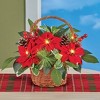 Collections Etc Poinsettia Basket 13 X 13 X 10 Red - image 2 of 2