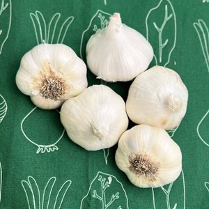 Van Zyverden 5ct Cloves Garlic Softneck Artichoke Sicilian - 1 of 4
