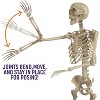 Life Size Human Skeleton Halloween Decoration Value 2 Pack- Adult 5' 4" & Child 2' - Articulated Posable Limbs Stay, Weather Resistant Indoor/Outdoor - 3 of 4