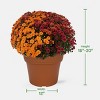 12" Garden Mum Bi-Color Plant - Good Little Garden™ - 4 of 4