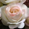 19" Artificial Rose Bundle Light Pink - National Tree Company - image 3 of 4