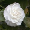 2.5qt Camellia Japonica Plant with White Blooms - National Plant Network: Perennial Shrub, Sun/Shade Mix, Hardy Zones 7-9 - 3 of 4