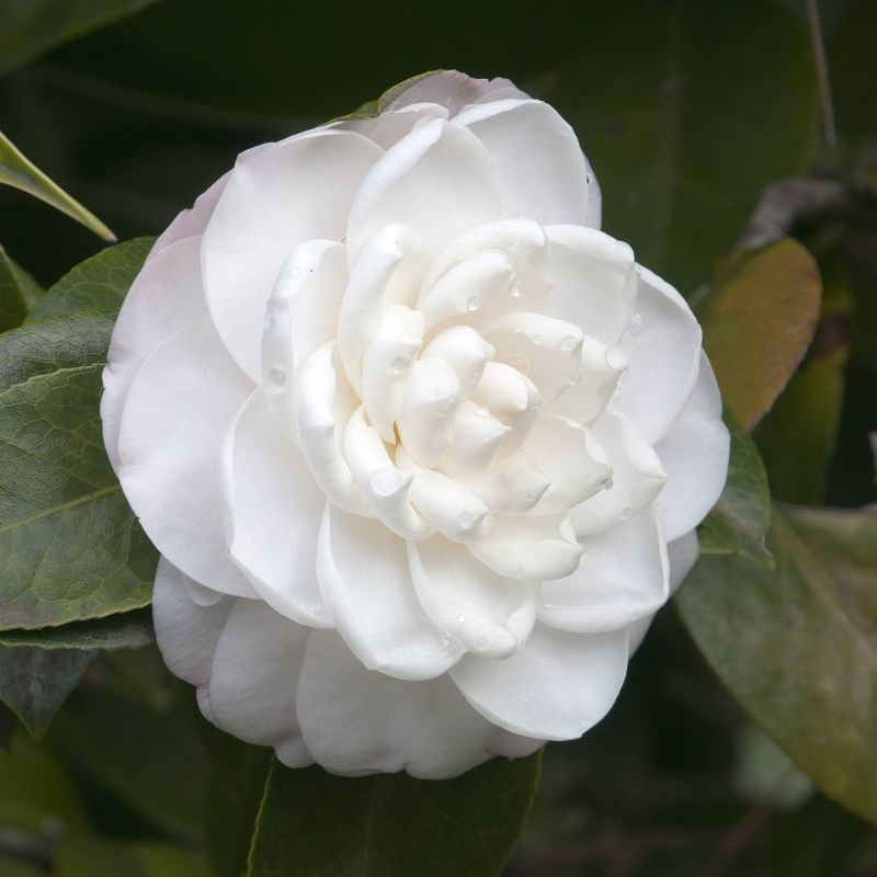 2.5qt Camellia Japonica Plant with White Blooms - National Plant Network, 4 of 7