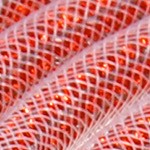 white,orange