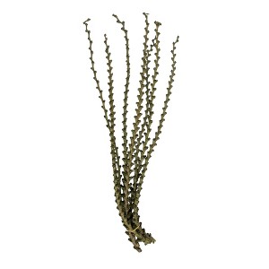 Vickerman Ladder Branches, Dried - 1 of 4