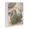 Stupell Industries Centered Sharkeye Seashell, 24" x 24" - 3 of 4