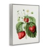 Stupell Industries Vintage Strawberries Study, 14" x 11" - 3 of 4