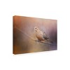 Trademark Fine Art -Jai Johnson 'Mourning Dove On A Winter Evening' Canvas Art - 4 of 4