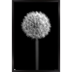 Trends International Tom Quartermaine - Black and White Dandelion Framed Wall Poster Prints - 1 of 4