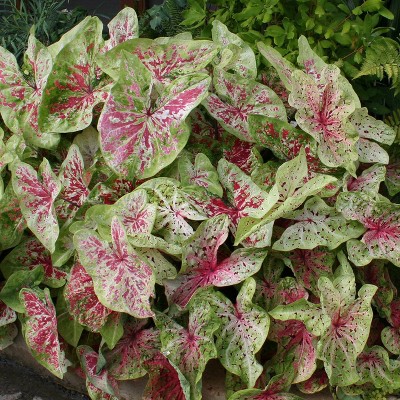  Van Zyverden Set of 6 Caladiums Dwarf Miss Muffet Bulbs 