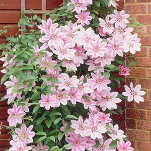 Van Zyverden 'Nelly Moser' Clematis Root Pink/White - 1 of 4