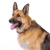 Country Brook Petz® Martingale Collar and Leash Americana Collection - 2 of 4