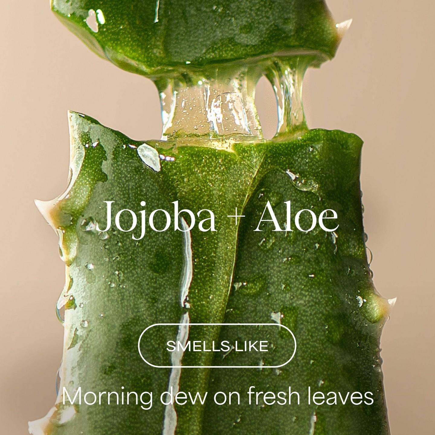 Шампунь для кожи головы Raw Sugar The Scalp Restore, Jojoba + Aloe, 16 fl oz — фото 2