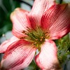 Sullivans Pink Clematis Small Wreath - 2 of 3