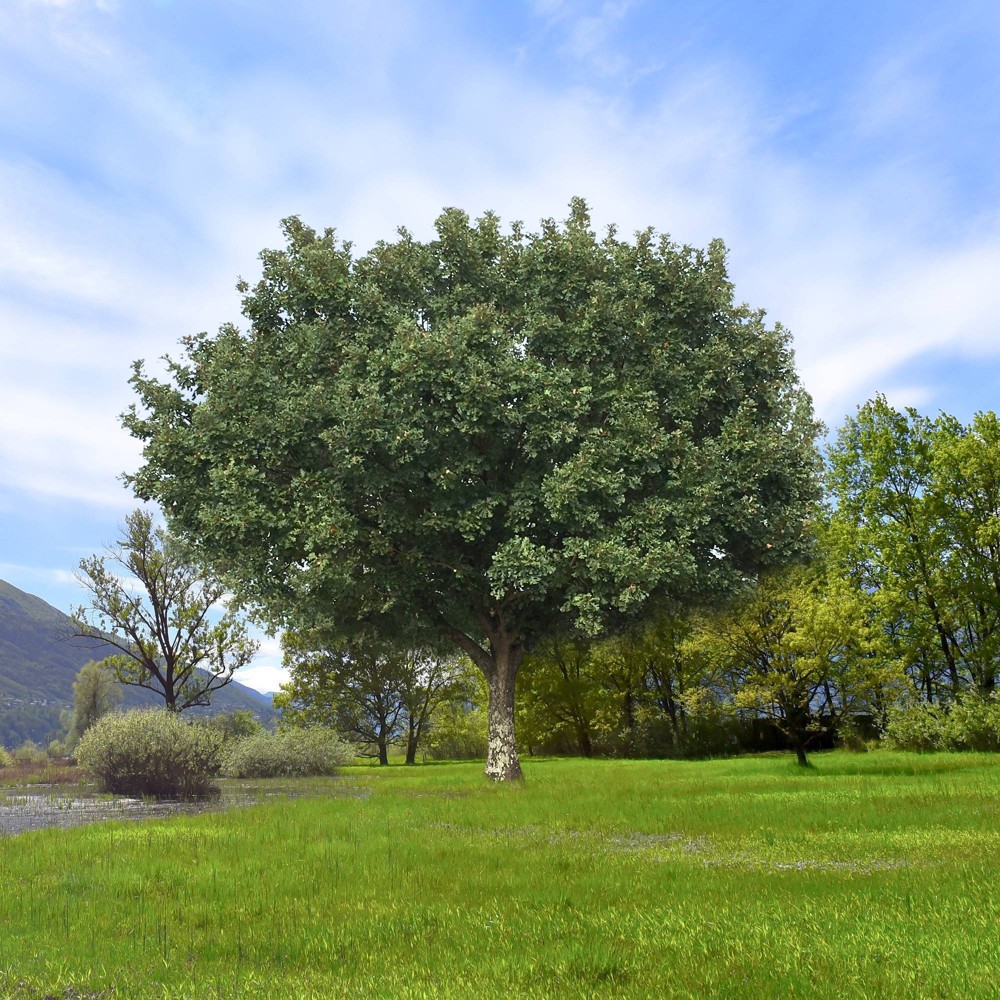 Photos - Garden & Outdoor Decoration 2.25gal Bur Oak Tree - National Plant Network: Hardy Outdoor Live Shrub, Full Sun, Zone 3-8