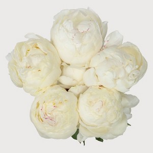 5 Stem Winter Peony Bouquet - Good Little Garden™ - 1 of 3