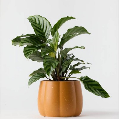 Halloween Enchanted Pumpkin Orange Live Houseplant - Good Little Garden™