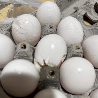 Guest review image 2 of 2, zoom in