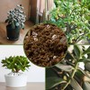 Soil Sunrise 8qt Jade Plant Potting Soil Mix, Amendment for Jade Succulents - 3 of 4