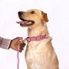 AWOO Marty Recycled Martingale Dog Collar - 3 of 4