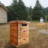 Wooden Langstroth Beehive Box - 10 Frame with Windows, 2 Deep & 1 Medium Box Dipped in Beeswax - Ideal for Beekeeping & Honey Production - 2 of 4