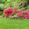 2.25gal Hershey Orange Azalea Plant with Pink Blooms - National Plant Network: Perennial Shade Plant, Live Outdoor Shrub - 3 of 3