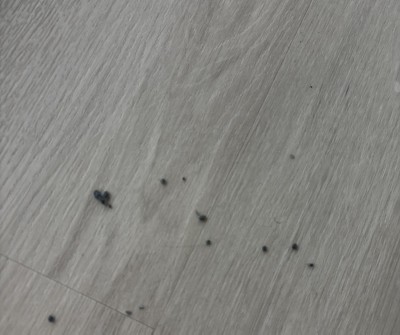 Guest review image 1 of 3, zoom in