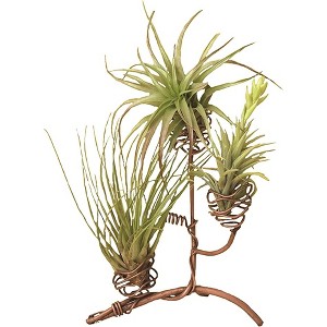 Ancient Graffiti Standing Triple Air Planter – Decorative Metal Display for Air Plants, Black, 8" - 1 of 3