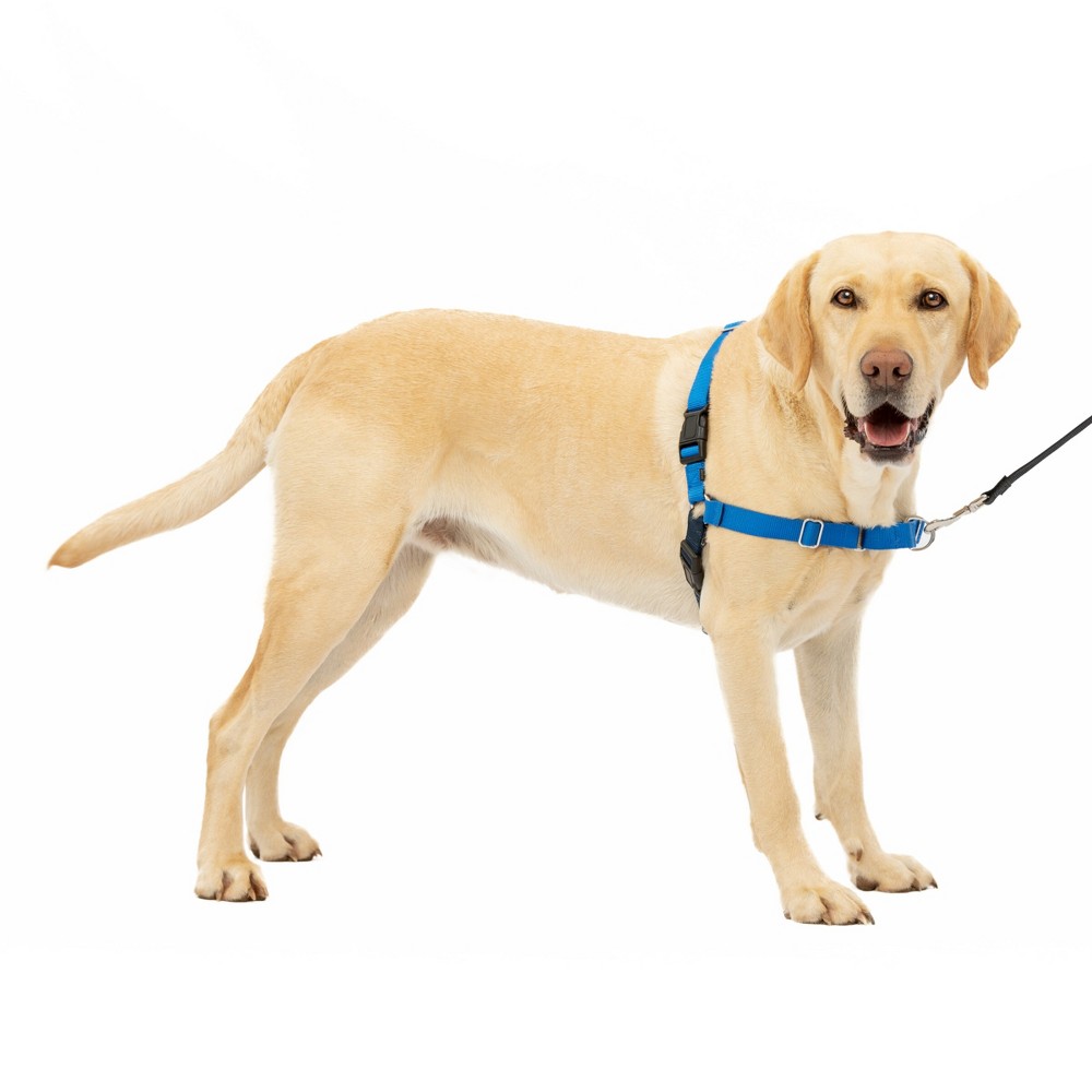 Photos - Collar / Harnesses PetSafe Easy Walk Adjustable og Harness - L - Royal Blue 