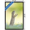 Trends International The Comedy Wildlife Photography Awards: Perdita Petzl - Conducting Framed Wall Poster Prints - 3 of 4