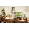Evergreen Beautiful Springtime Small Glass Planter on Driftwood Outdoor Decor - 7 x 6 x 6 Inches Fade and Weather Resistant Decoration - 3 of 3