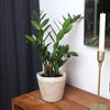 Live 5" ZZ Zenzii Houseplant in Cream Jute Planter - 3 of 4