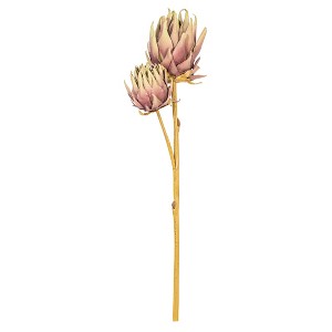 Vickerman 26" Protea Stem 2/Bag - 1 of 4