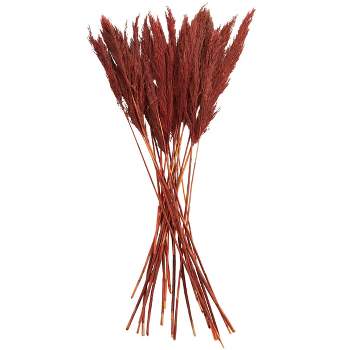 35'' x 2'' Dried Plant Pampas Natural Foliage with Long Stems Red - Olivia & May