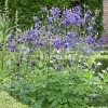 Van Zyverden 5ct Roots Aquilegia Columbine Blue Barlow - 4 of 4